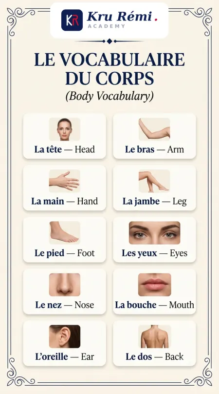 Le vocabulaire du corps